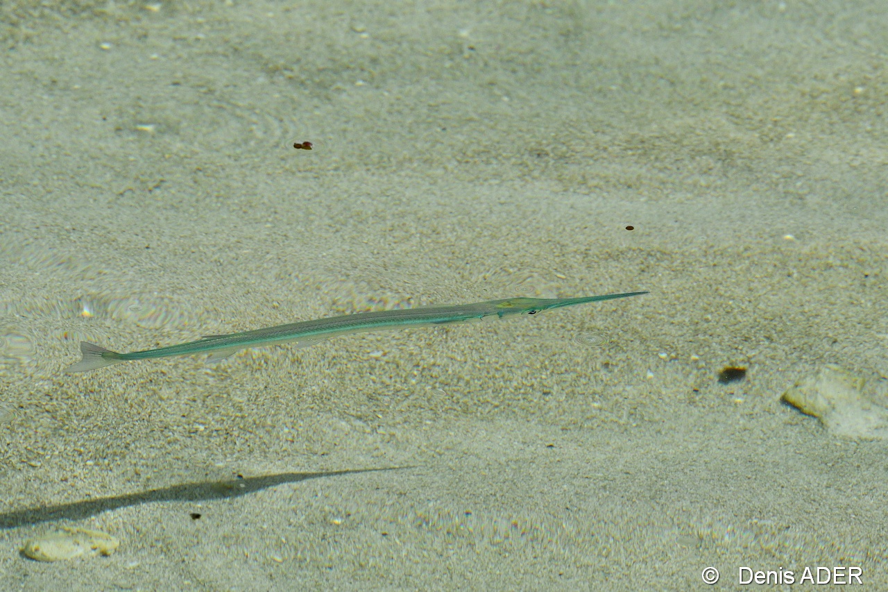 DSC_7702 Fistularia commersonii cornet fish_tn.jpg
